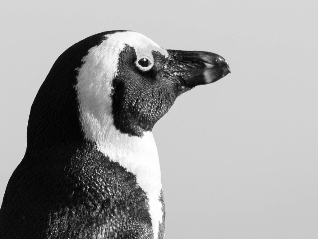 Pinguins Boulders Beach